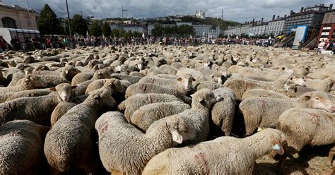 Sheep Can Recognise Human Faces Study Shows Huffpost Uk