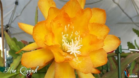 Tên Và Hình ảnh Các Loài Hoa Quỳnh đẹp ở Việt Nam Orchid Cactus