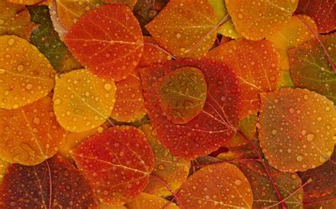 Autumn Leaves With Rain Drops Wallpaper For 1920x1200