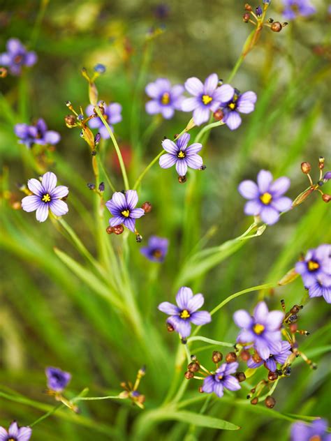 Check spelling or type a new query. Knock-Out Native Plants | Plants, Native plants ...