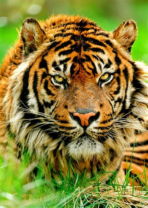 A Tiger Sumatran Tiger Wild Cats Tiger Pictures