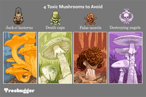 How To Identify Edible And Poisonous Wild Mushrooms