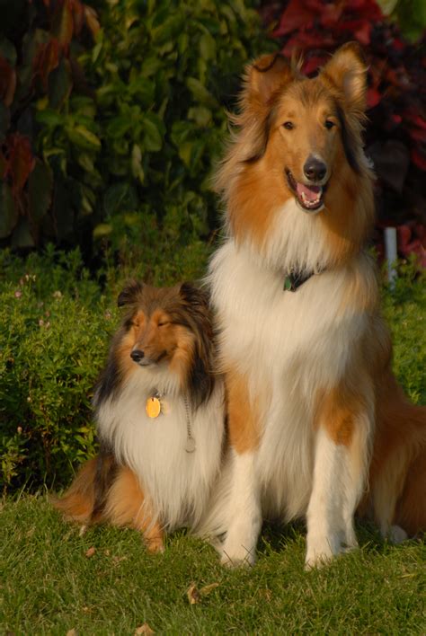 Fileshetland Sheepdog And Rough Collie Wikipedia