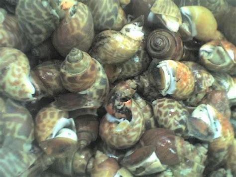 Maybe you would like to learn more about one of these? Secubit rahsia @ Secukup rasa: Jom layan jenis2 siput yg ...