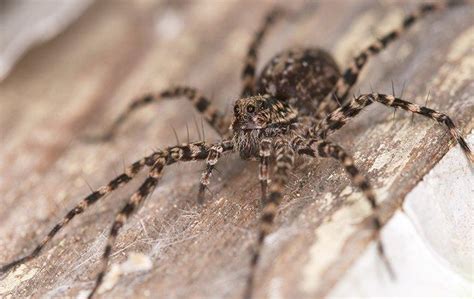 How To Keep Wolf Spiders Out Of Your Tracy Home