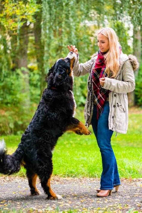 Bernese Mountain Dog Price And Cost Important Tips To Know