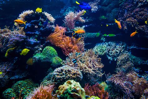 The Coral Reef Medicine Cabinet Eatblue
