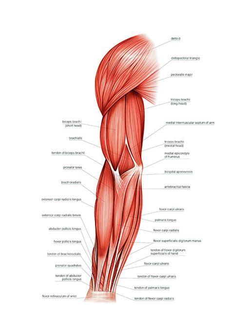 This is a table of skeletal muscles of the human anatomy. Muscles Of Right Upper Arm Photograph by Asklepios Medical ...