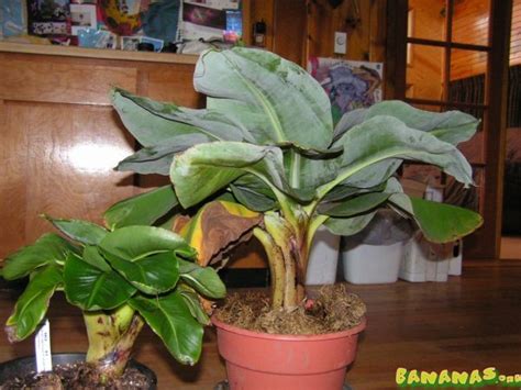 500 x 400 jpeg 58 кб. Musa Little Prince - Bananas Wiki