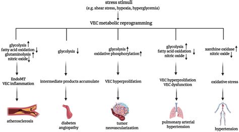 Frontiers Metabolic Reprogramming Of Vascular Endothelial Cells