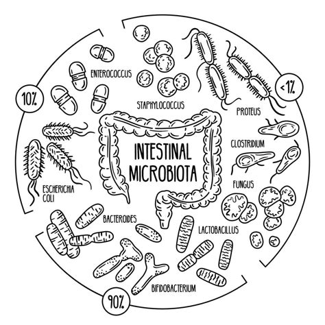 Vector Infographics Of The Human Gut Microbiota 3238429 Vector Art At
