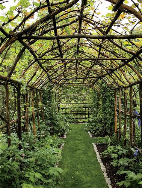20 Creative Tips To Growing Grape In Your Home Backyard Ideas Page