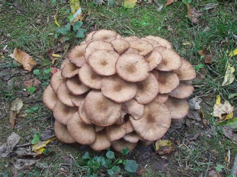 Wild Mushroom Identification Charts Mushrooms Growing