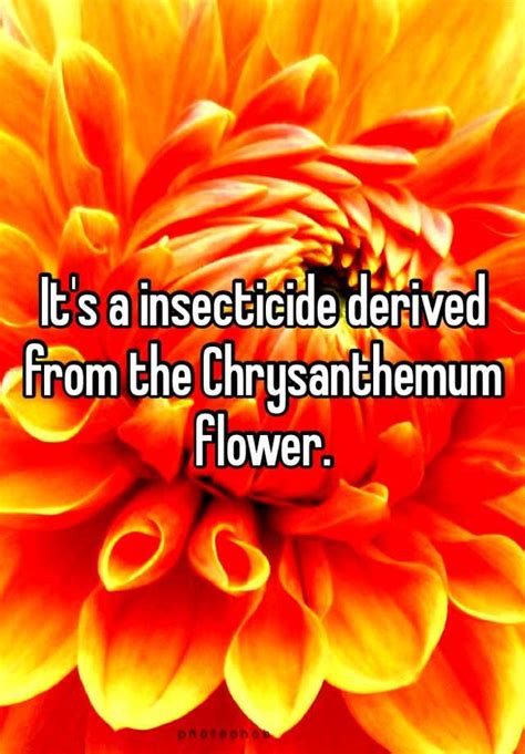 Its A Insecticide Derived From The Chrysanthemum Flower