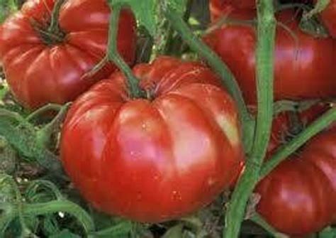 Tomato Giant Belgium Tomato Seeds Heirloom Non Gmo Country Etsy