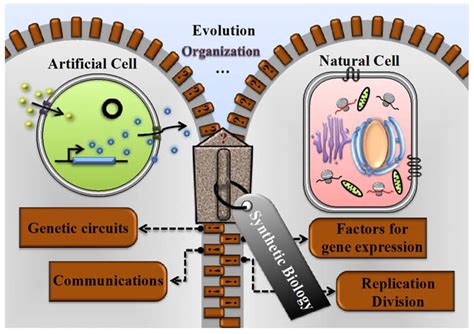 Life Free Full Text Synthetic Biology A Bridge Between Artificial And Natural Cells