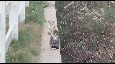 Feeding Feral Cats Youtube