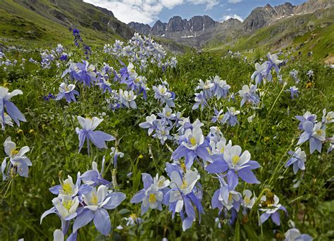 Colorado Blue Columbine Flowers Photograph By Tim Fitzharris