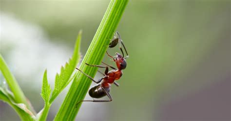 Wenn im garten an ungewohnter stelle auf einmal veilchen. Ameisen vertreiben und bekämpfen (mit Bildern) | Ameisen ...