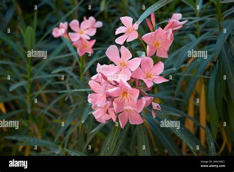 Nerium Oleander With Pink Flowers Stock Photo Alamy