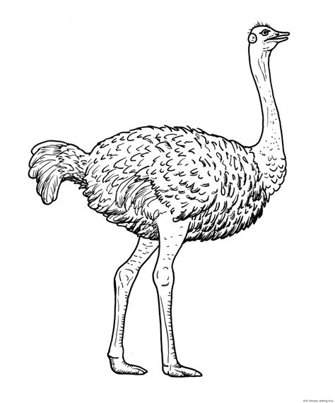 Drawing Of Ostrich Line Art Illustrations