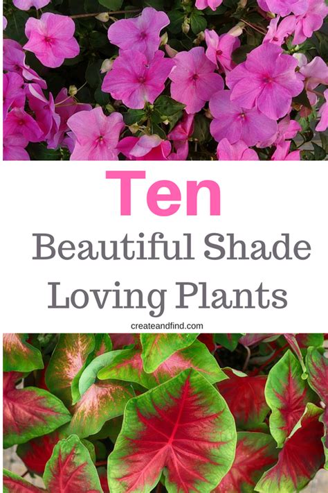 The 10 Best Plants That Grow In Shade Plants That Love Shade Shade