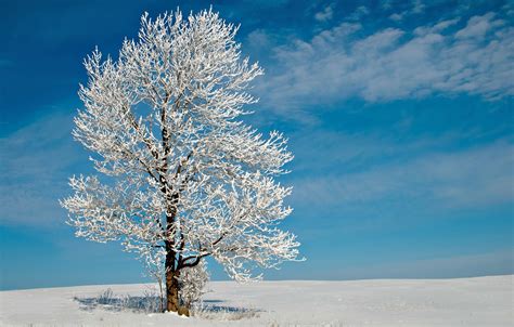 Wallpaper Winter Field The Sky Clouds Snow Tree Frost Lonely