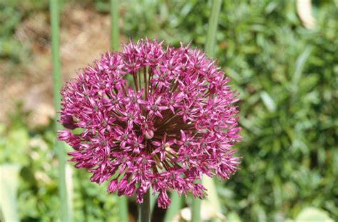 Allium Hollandicum Purple Sensation Dutch Garlic Purple Sensation