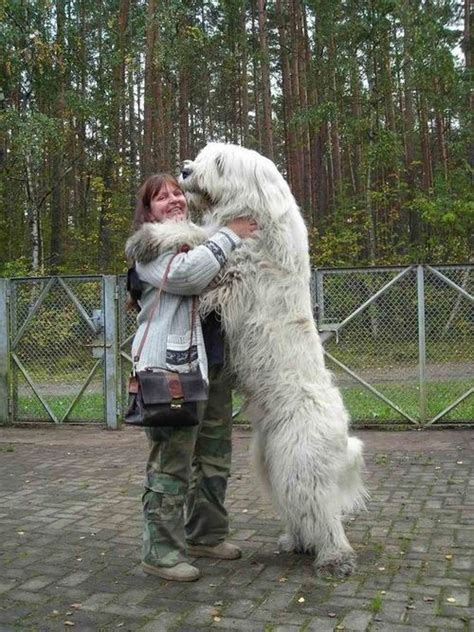 Romanian Sheepdog Huge Dogs Big Dogs Giant Dogs