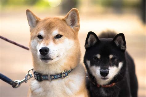 13 Native Japanese Dog Breeds All Japanese Dogs