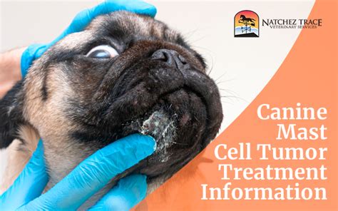 Canine Mast Cell Tumor Treatment Information Alternative Vets In Tn