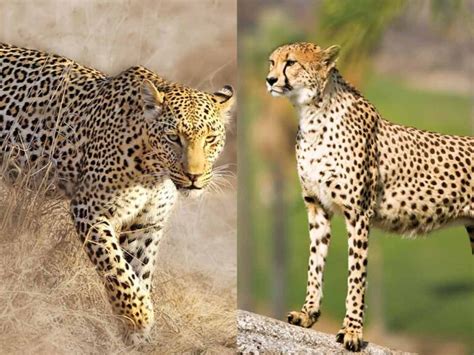 Cheetah From Namibia To India Leopard Vs Cheetah What S The Difference Swikriti S Blog