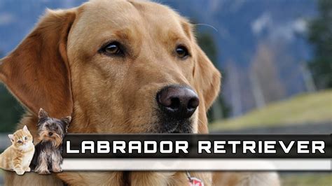 🐕 Labrador Retriever Dog Breed Overview Facts Traits And Price