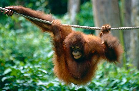 Bornean Orangutan Pongo Pygmaeus Sepilok Orangutan Rehab Flickr