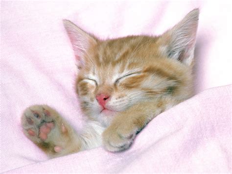 Free Download Free Cat Wallpaper Cute Cat Pictures Animal Desktop
