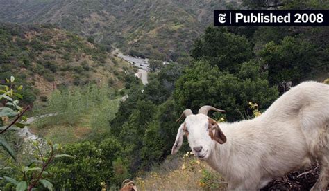 Goats Eat Free At The Getty The New York Times