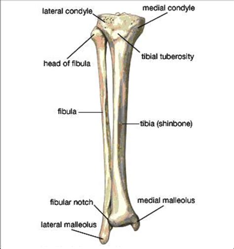 Diagram Tibia Fibula Bone Diagram Mydiagramonline