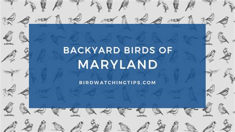 Popular Backyard Birds Of Maryland With Pictures Birdwatching Tips