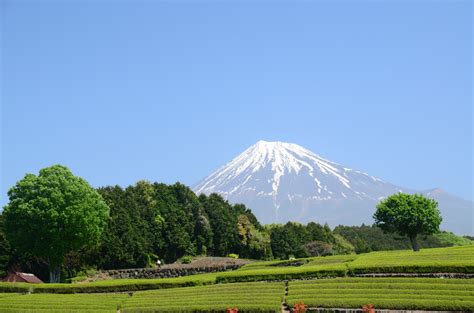 Obuchi Sasaba And Imamiya Best Green Tea Plantations In Shizuoka