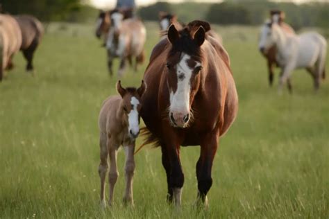 How Long Do Horses Live Exploring Horse Lifespan And Breed