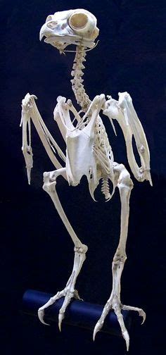 The great horned owl is the most common owl of the americas, easily recognizable because of the feather tufts on its head. barn owl skeleton. | Owl skeleton, Animal skeletons ...