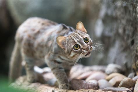 Small Cats Face Big Threats Reasons To Save These Elusive Endangered