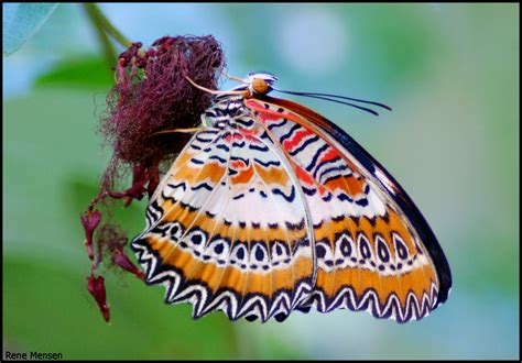 Fileleopard Lacewing Butterfly
