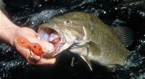 Are Bass Native To The Pacific Northwest [2022] Qaqooking Wiki