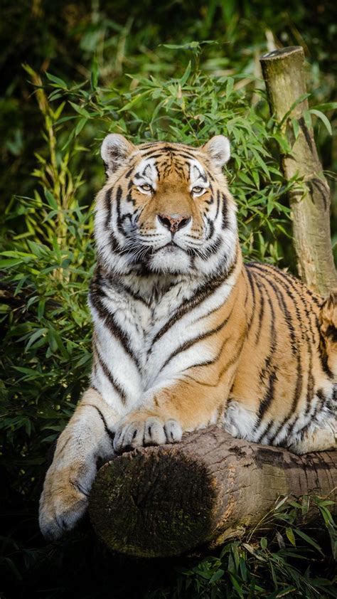 Download Wallpaper 720x1280 Siberian Tiger Tiger Big Cat Lies Wildlife Samsung Galaxy Mini