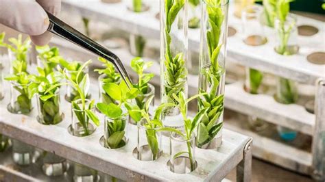How Is Agricultural Biotechnology Being Used Agrisay