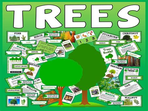 Trees Teaching Resources And Display Science Plants Teaching Resources