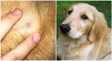Can Dogs Get Pimples Canine Acne The Goldens Club
