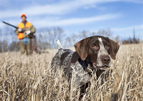 10 Breeds That Make The Best Hunting Dogs