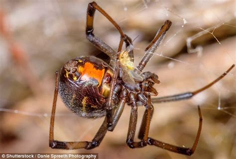 Male Spiders Prefer Having Sex With Older Females Daily Mail Online